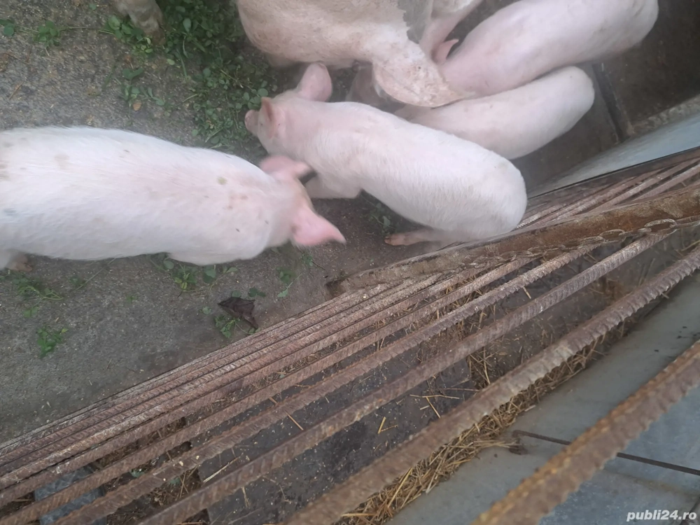 purcei de vânzare