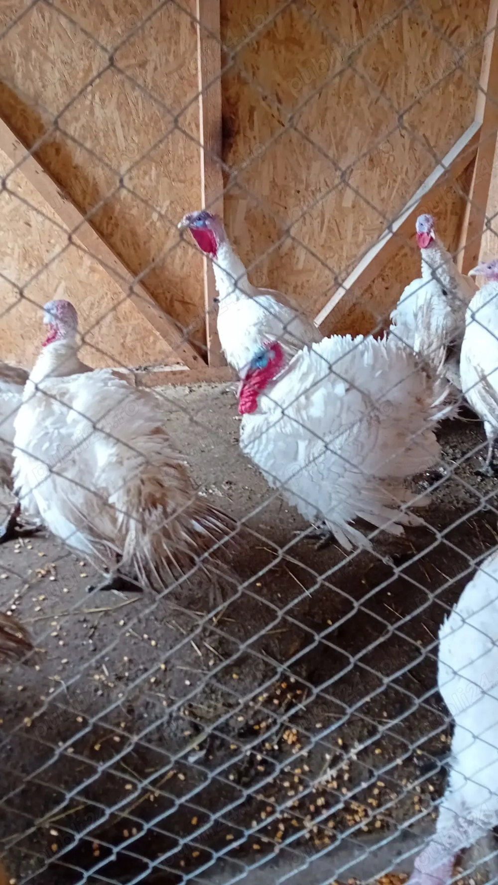 Vand curcani si curci de curte