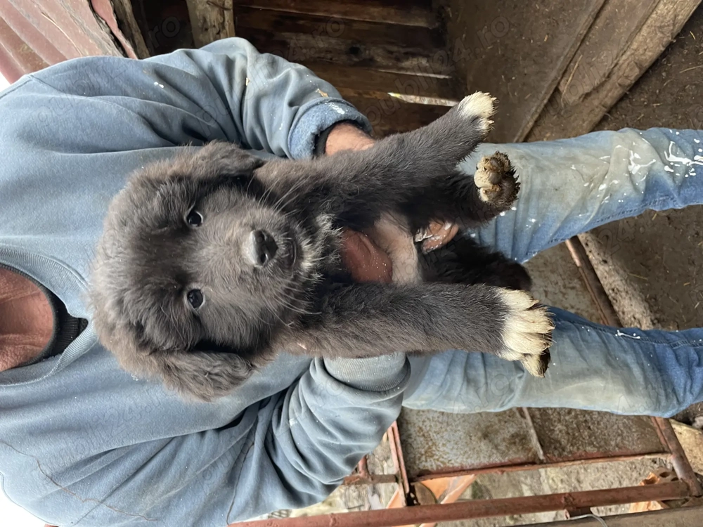 Cățeluși spre adoptie!