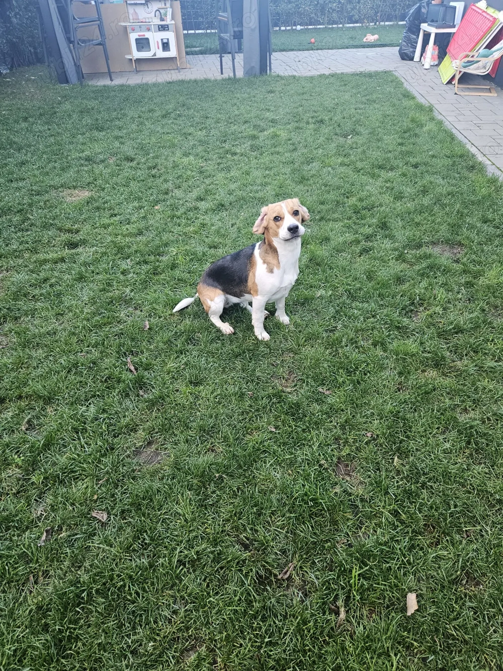 Vînd cățelușă  bigal foarte jucăuș