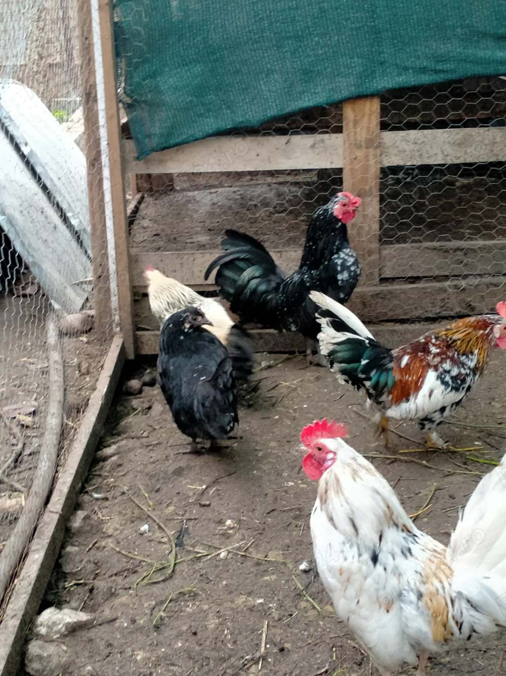 Cocoșei americani tineri 