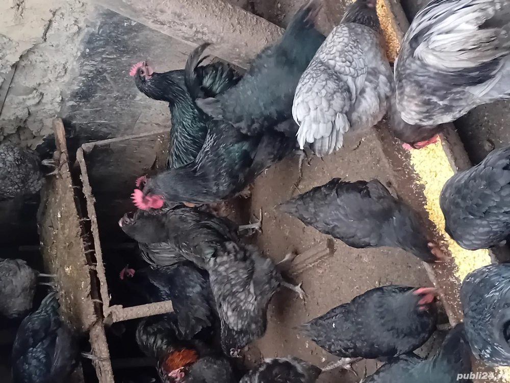 Cocoși  din rasa  australop 