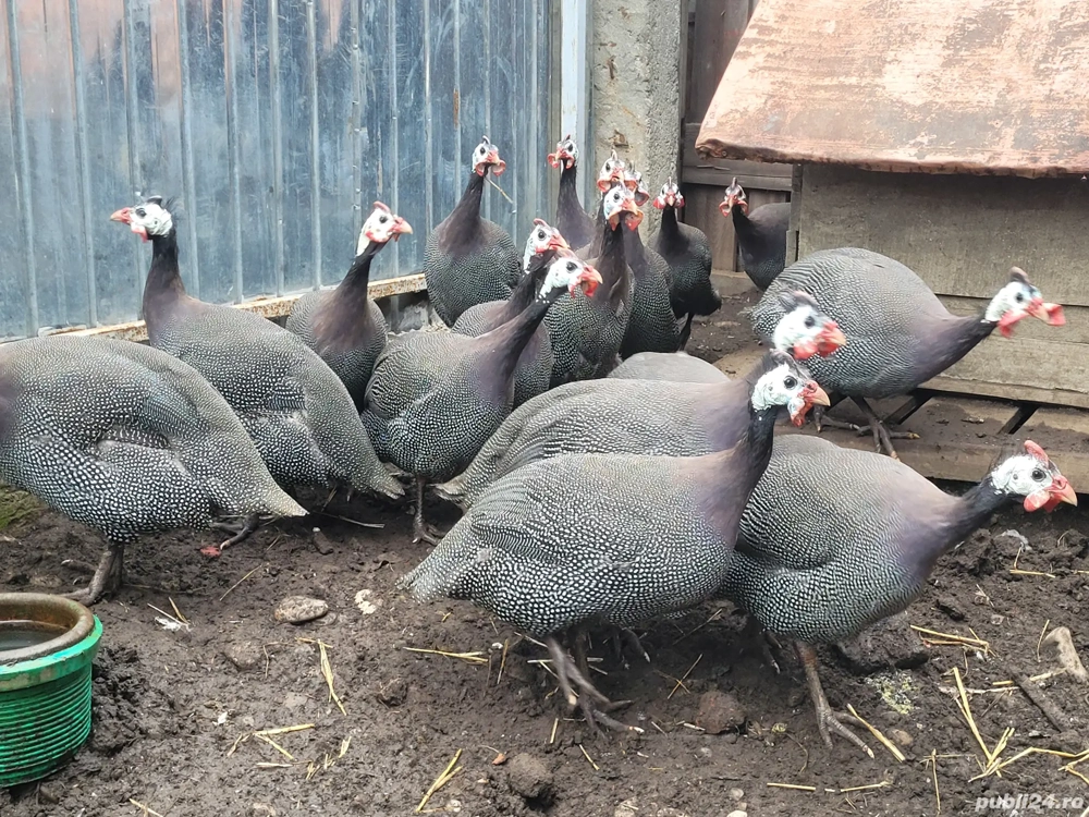 Vând bibilici perechi