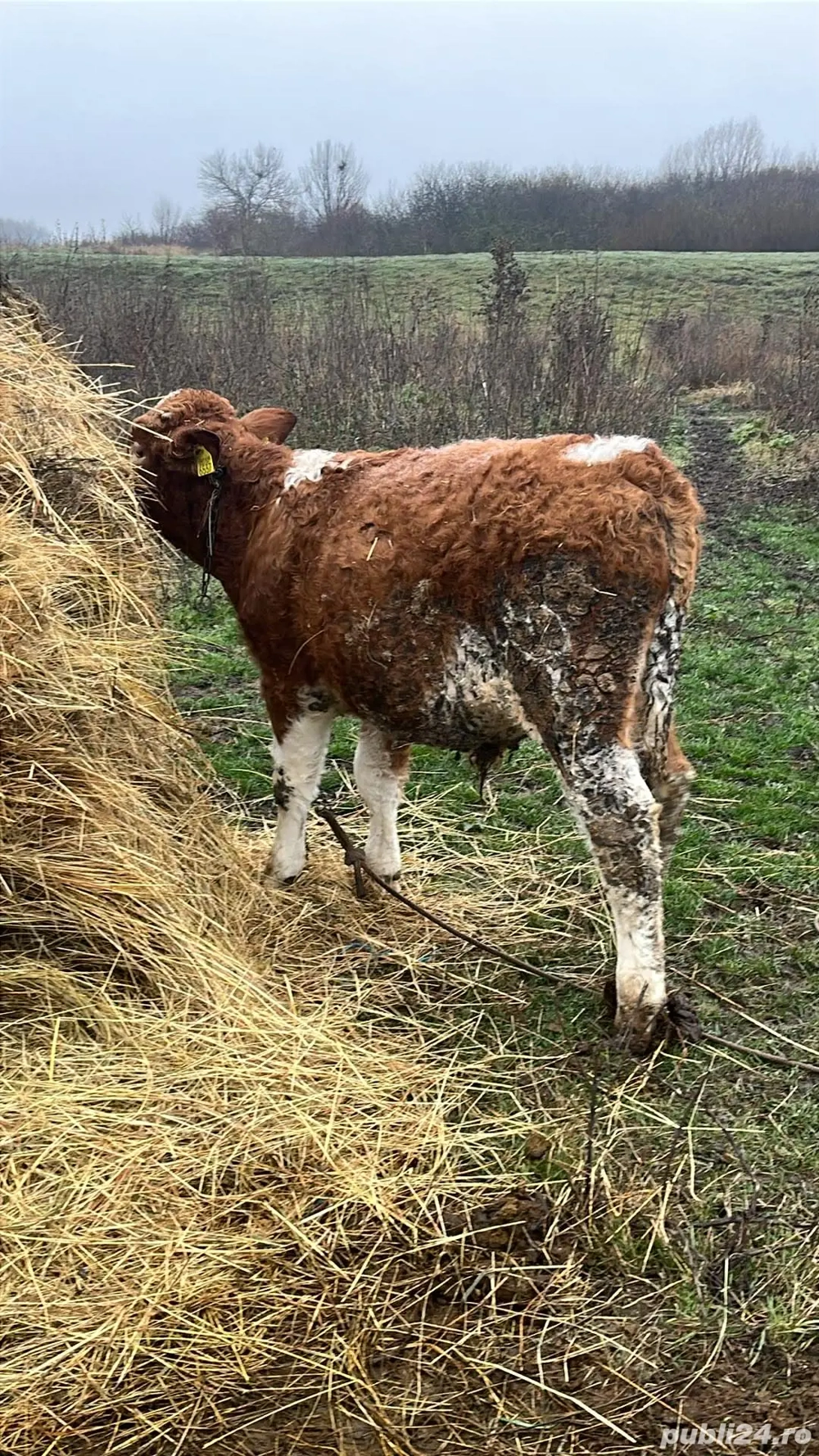 o vitea si un tauras 