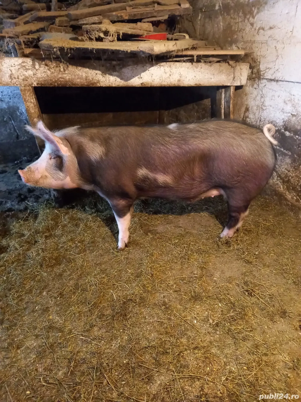 Vând porc rasa petrean 