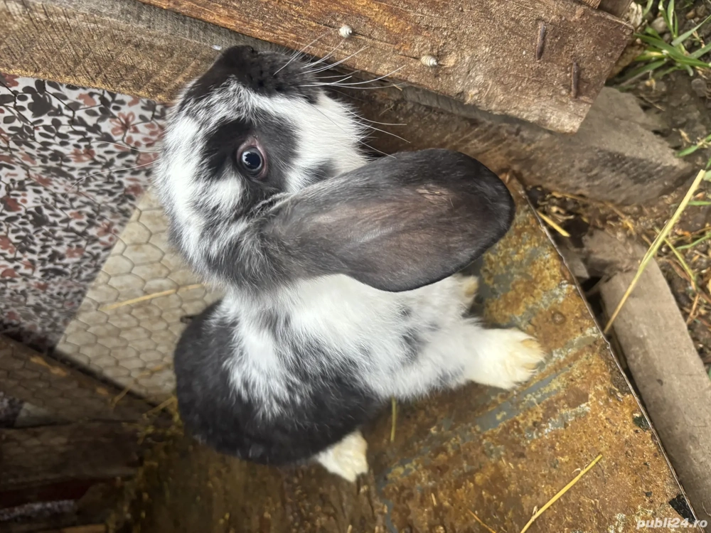 Pui iepure berbec german 