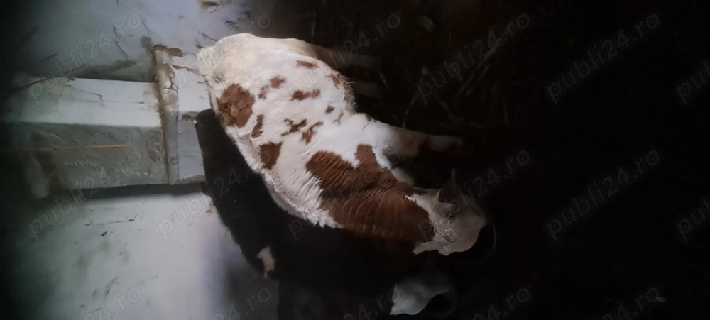 Vand viței de rasă