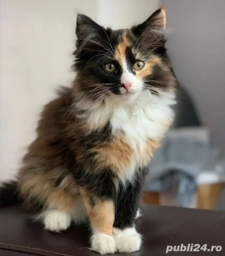 Siberiana de padure puiuti