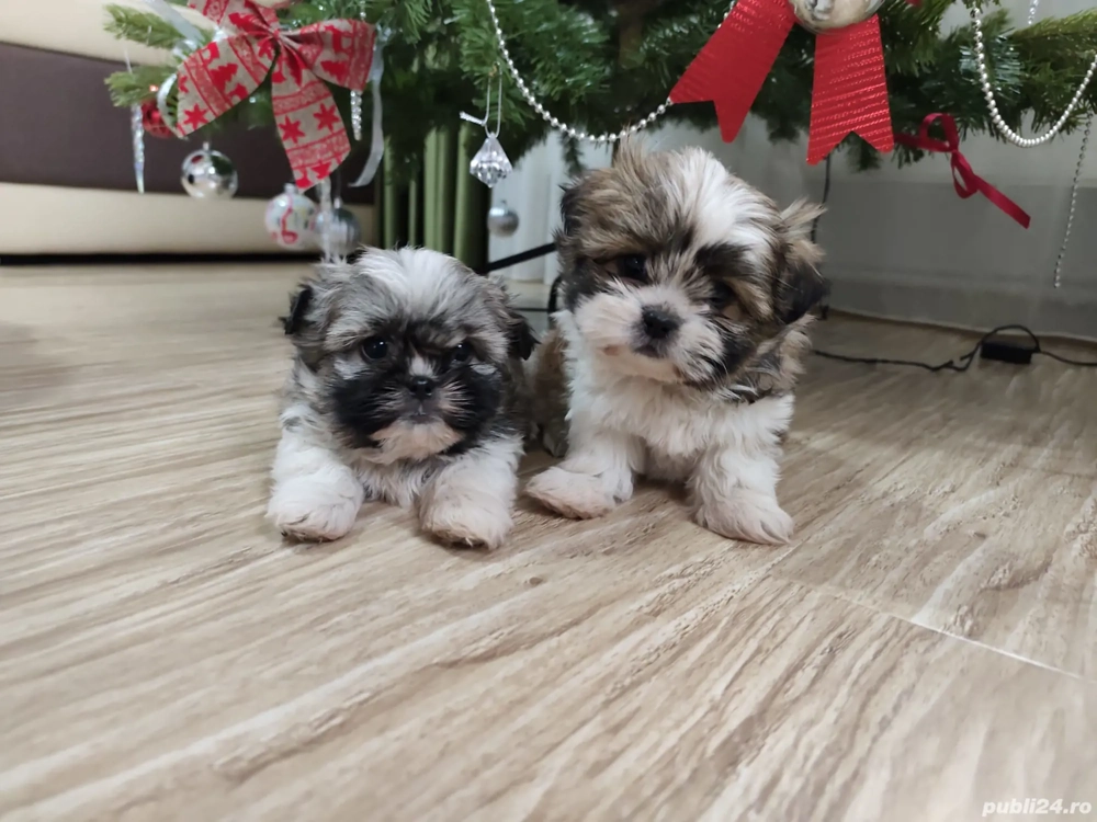 Pui shihtzu vârsta 2 luni