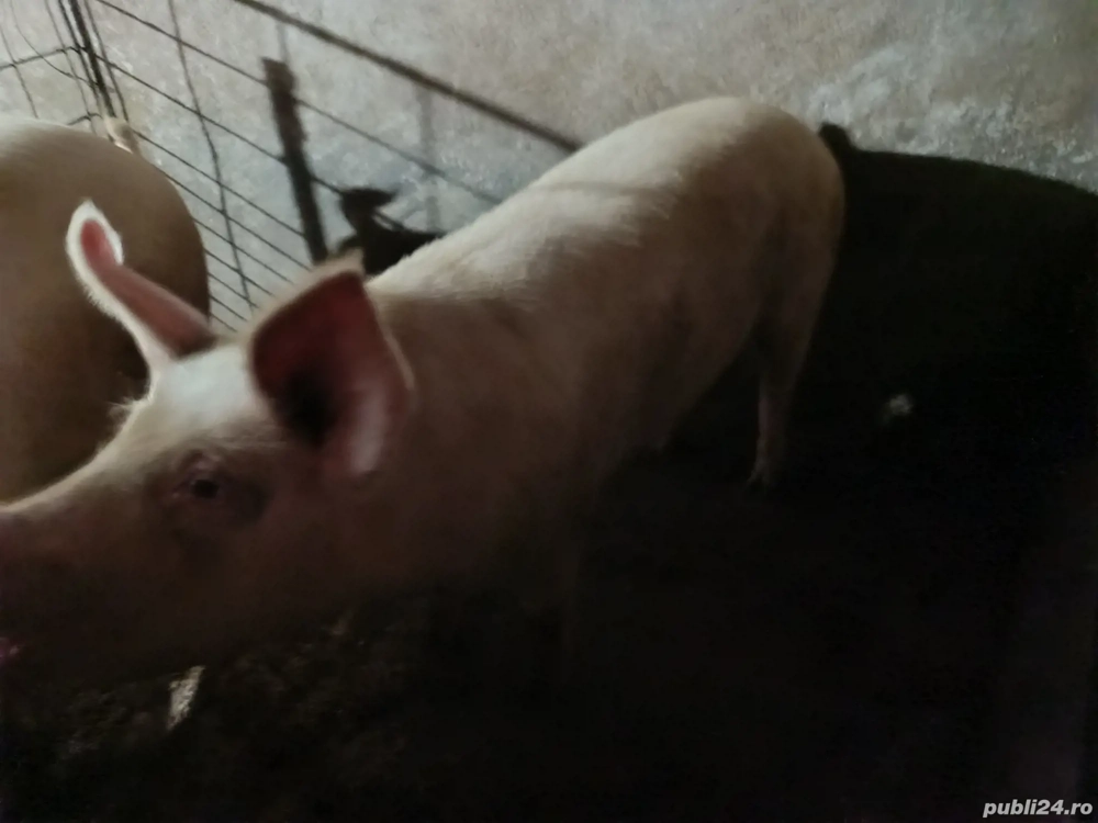 Porci de vânzare!! nr tel  