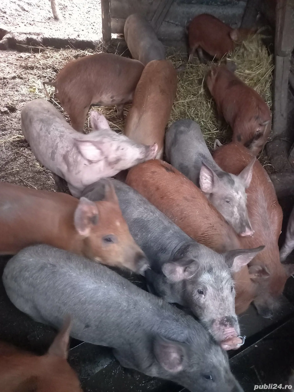Purcei de vânzare , caută alt domiciliu 
