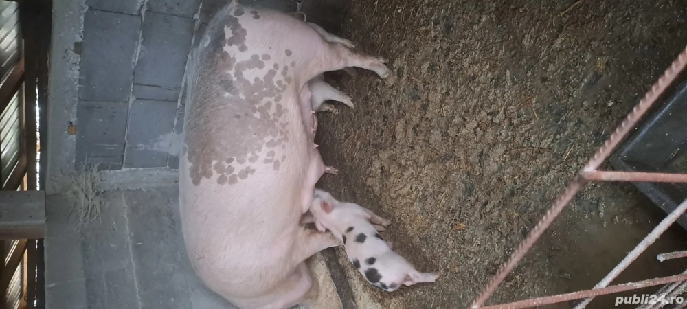 Vand purcea cu 6 purcei