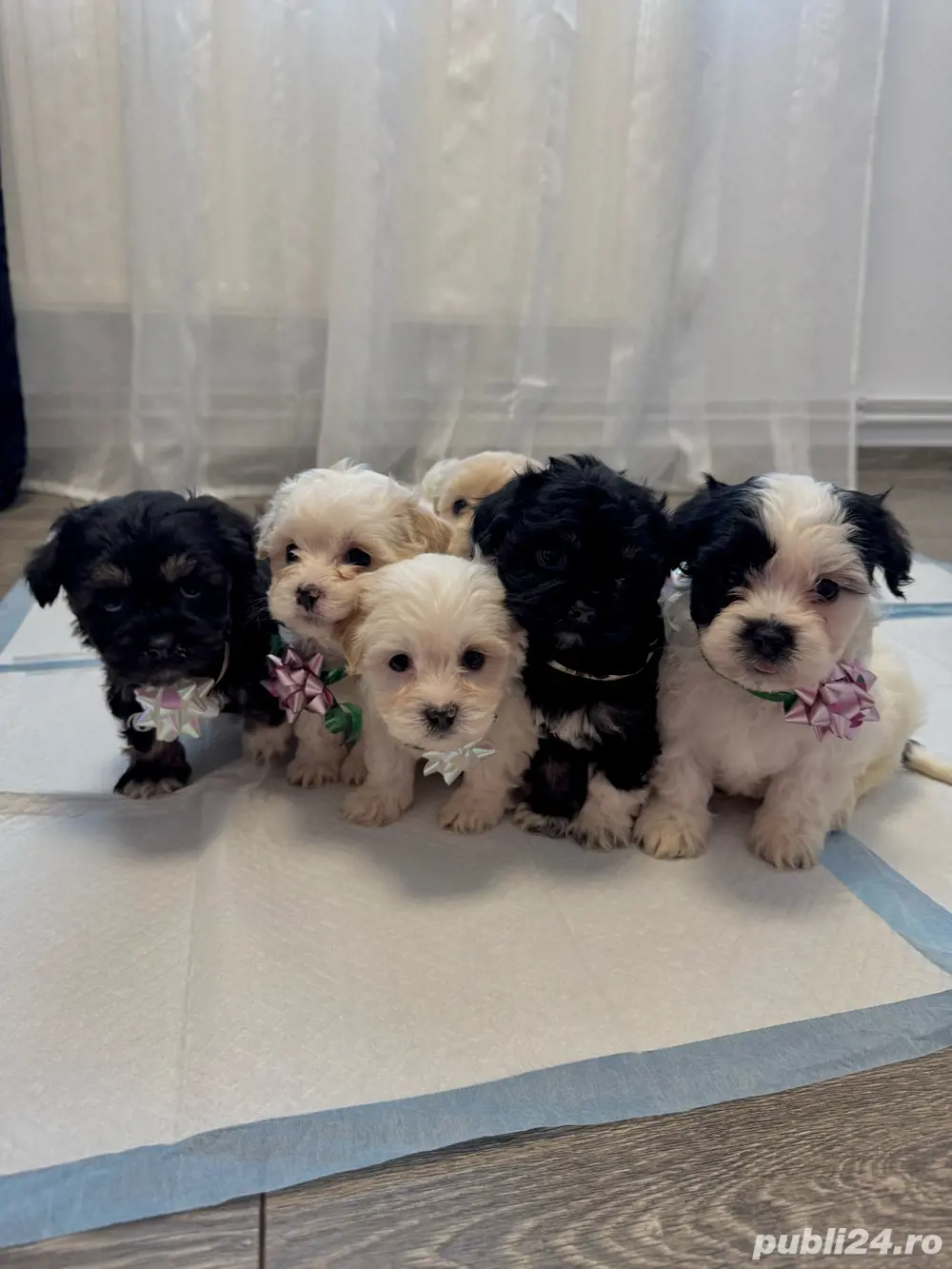  Puiuți Bichon Maltez de vânzare