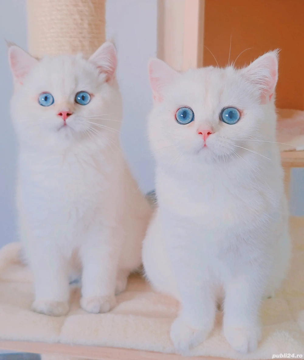 british shorthair pedigree