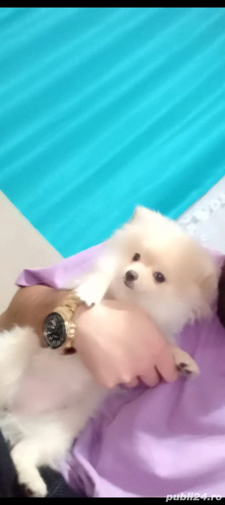 Vand pomeranian spitz! 