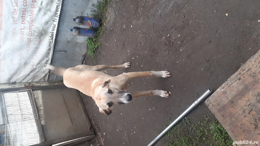 Ogar spaniol italian