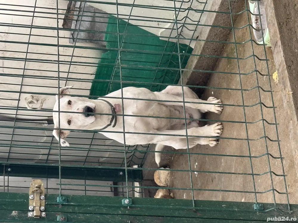 Donez gratuit câine de talie înaltă , metis dog argentinian