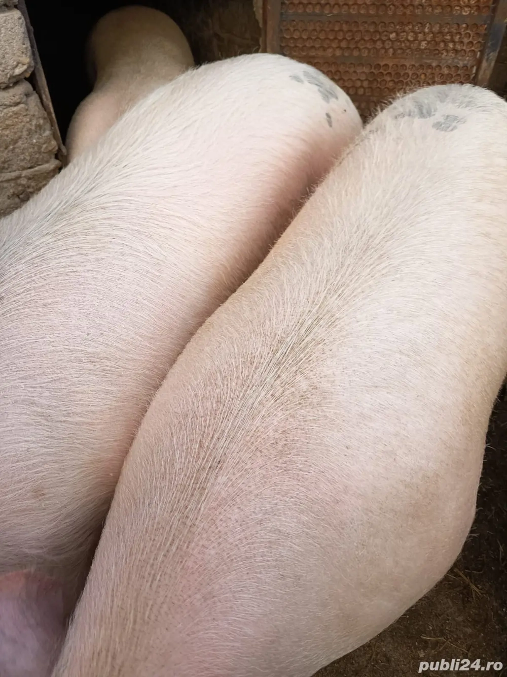 Porci de vanzare urgent 