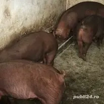 Porci duroc rasa pura