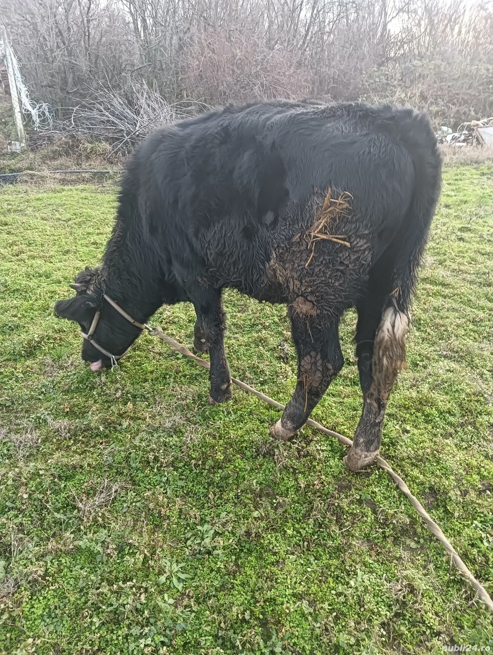 tăuraș 11 luni 300 kg 