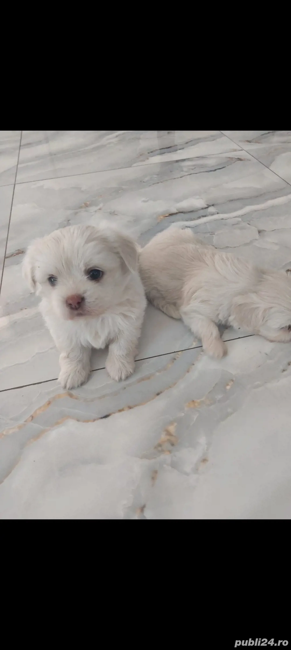 Cautam căsuța noua băiețel 