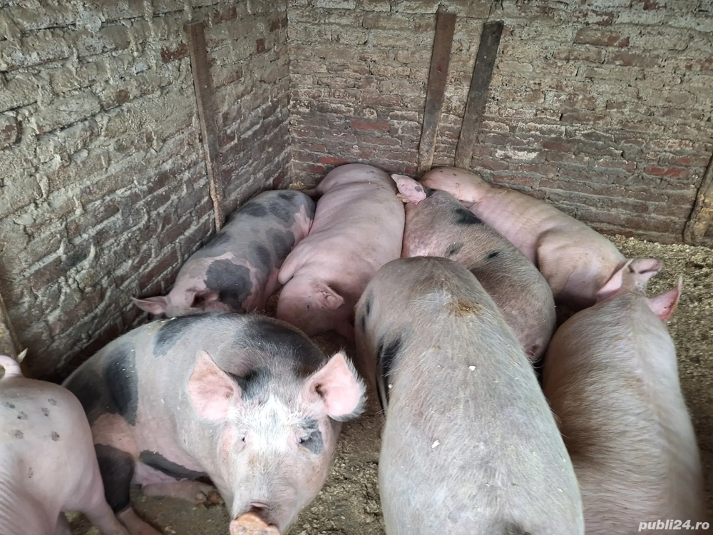 Vand porci rasa de carne nu sunt de ferma au coada