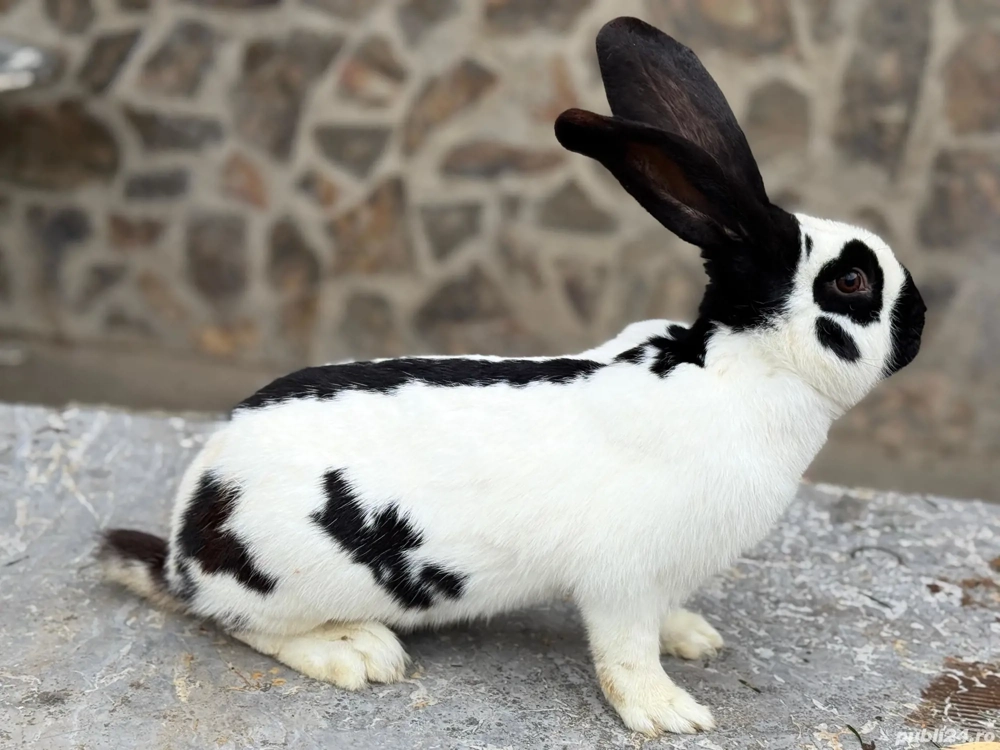 Schimb mascul Pestrit German 