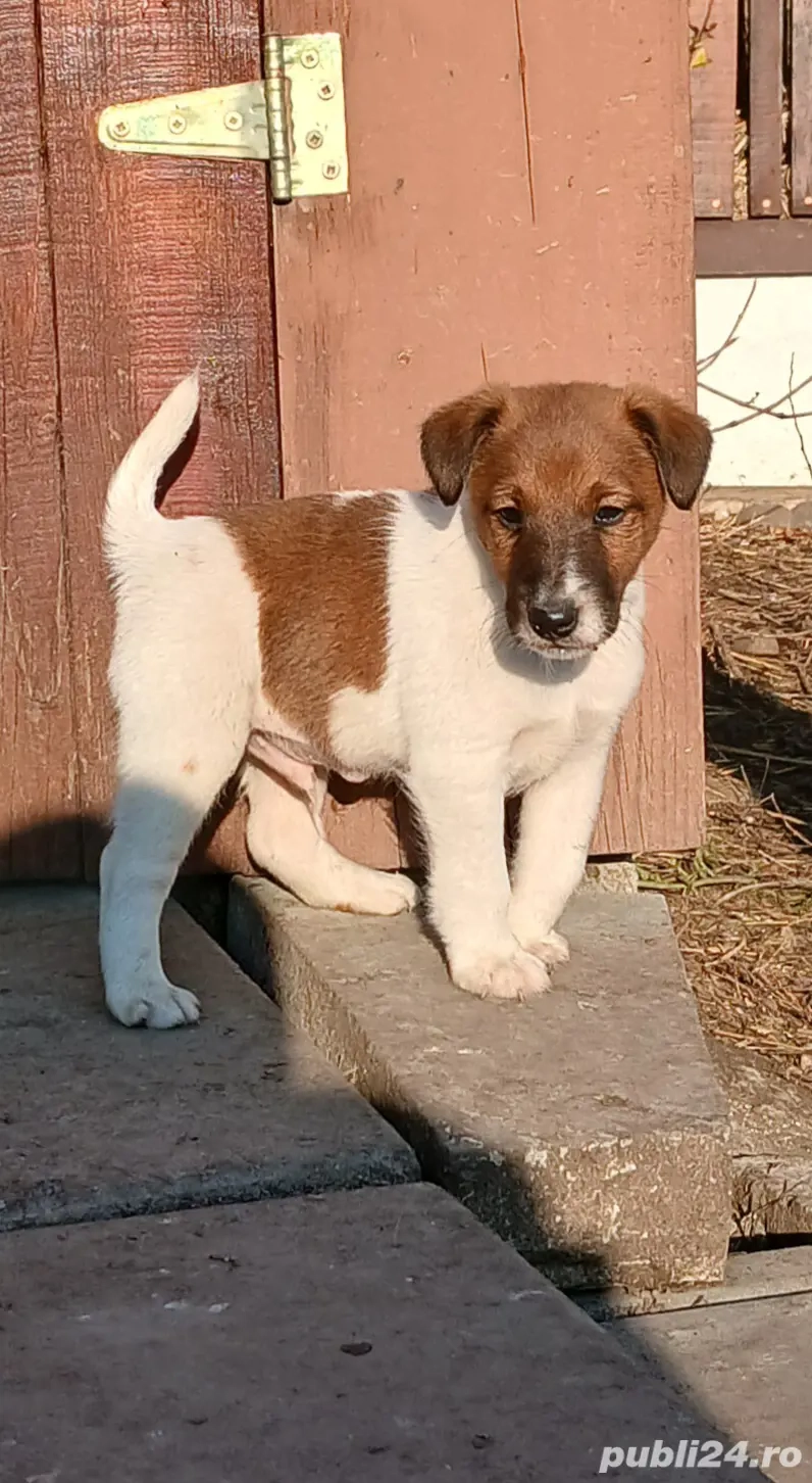 Foxterrier cu păr neted 
