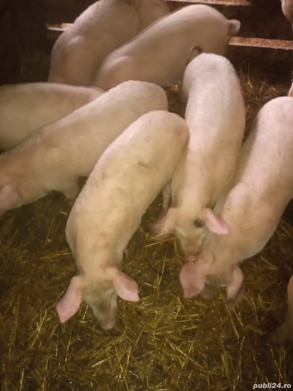 Purcei de vânzare   rasa Marele Alb