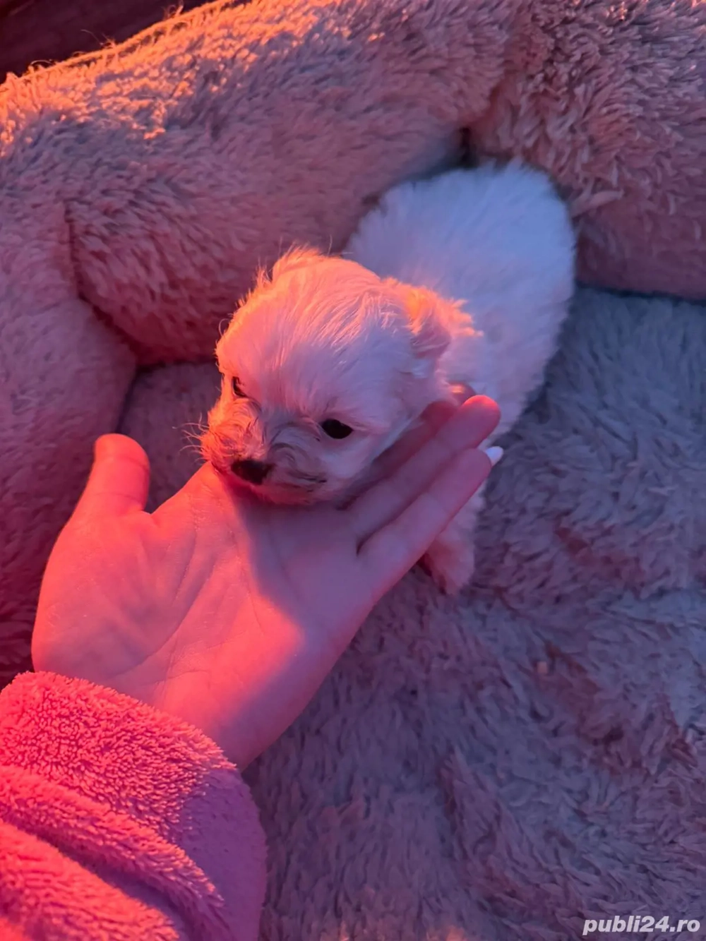 De vânzare bison maltez baietel 