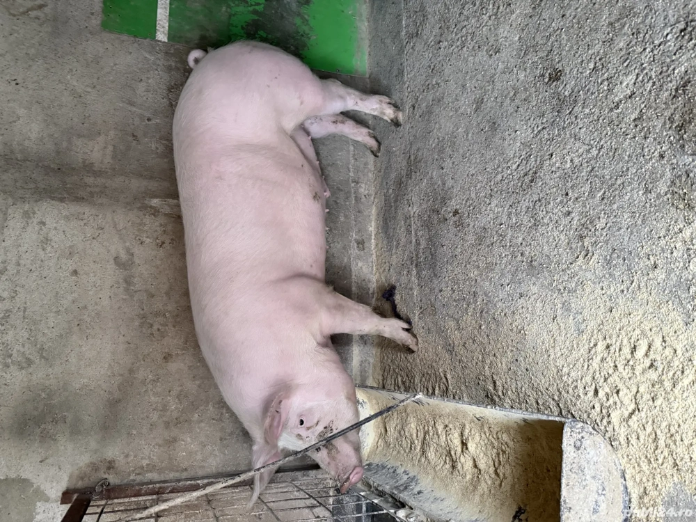 Porc de vanzare