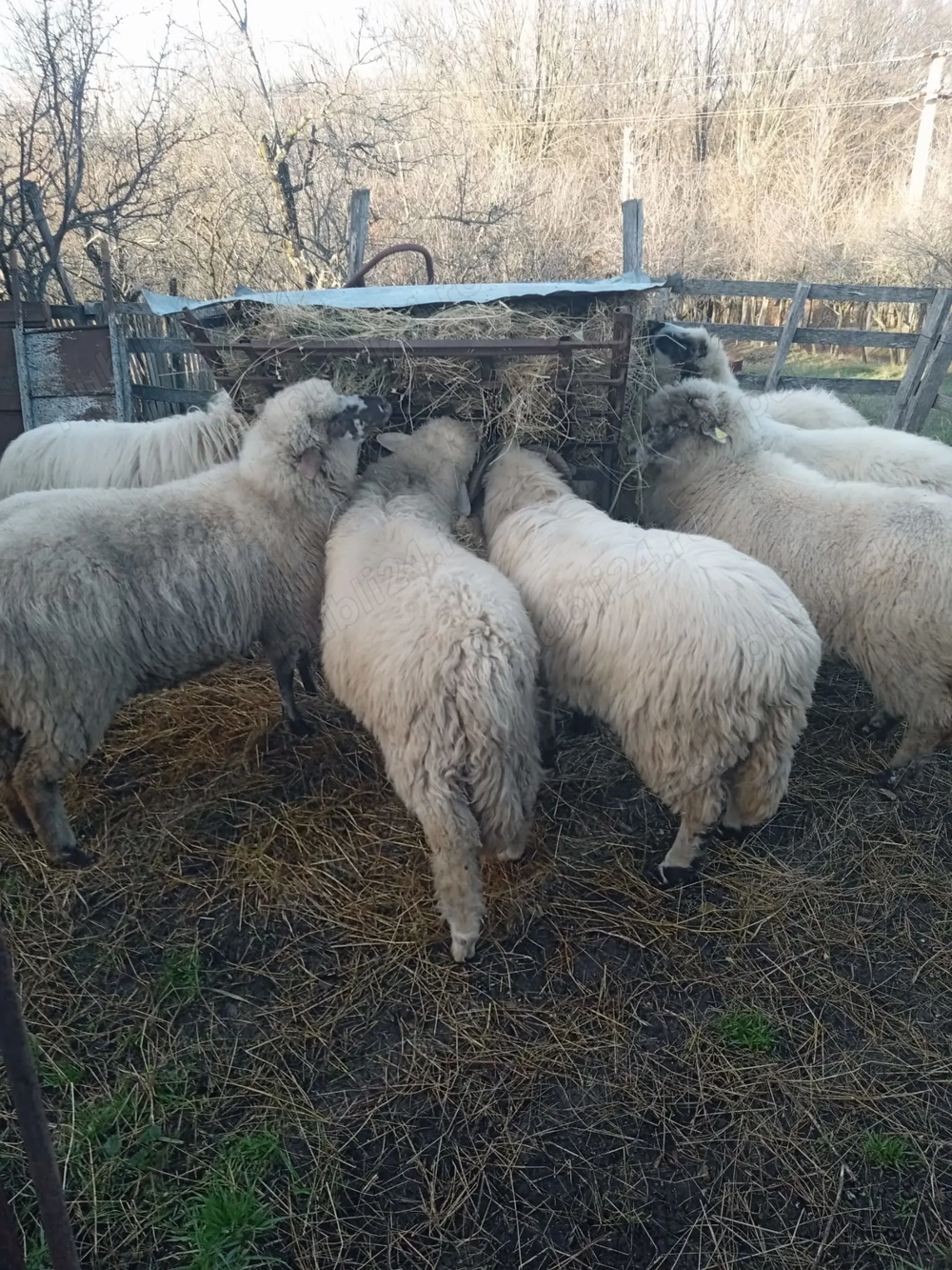 Vand berbecuti din primavara