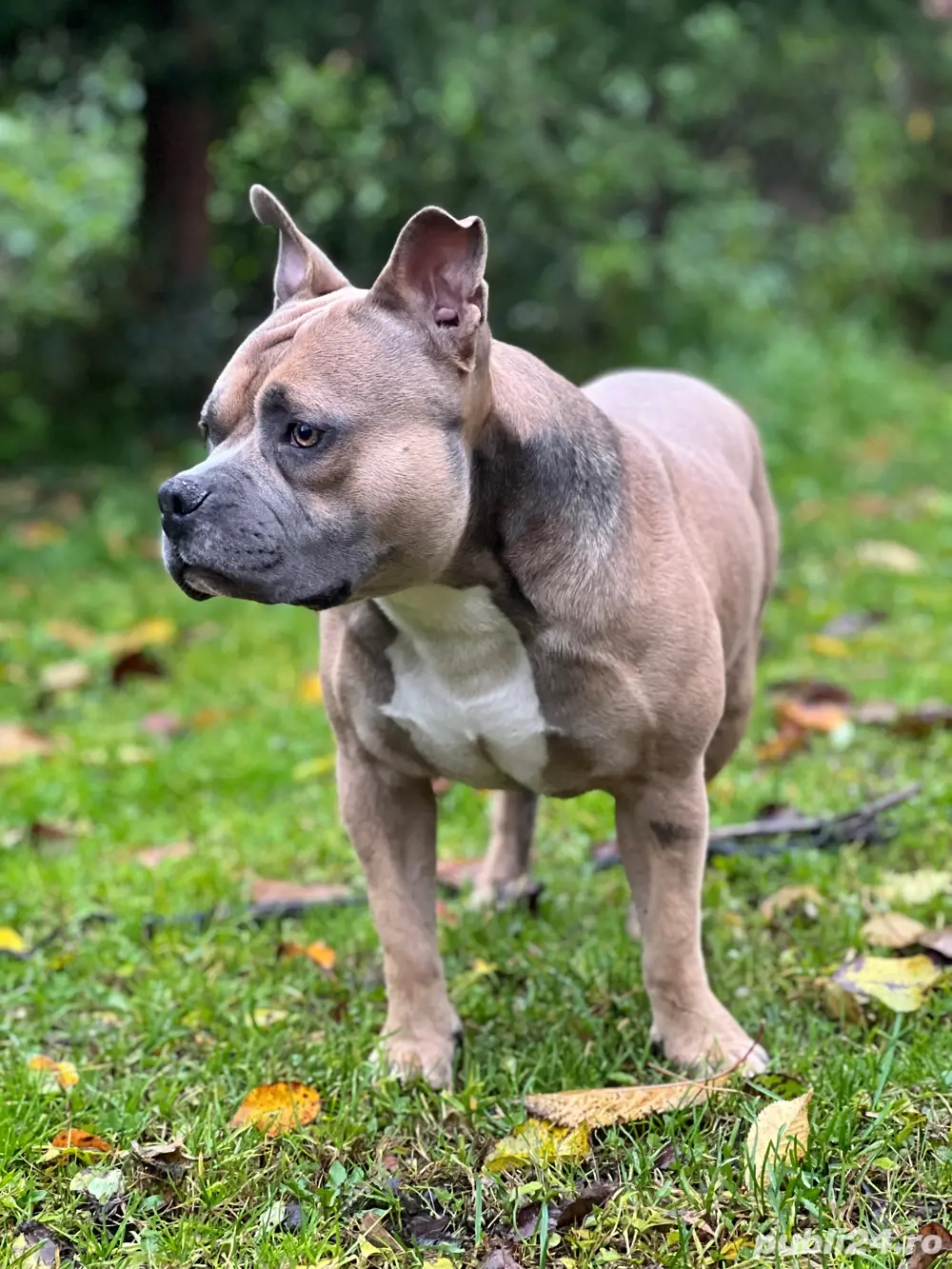American Bully mascul, 2 ani   disponibil pentru reproducere
