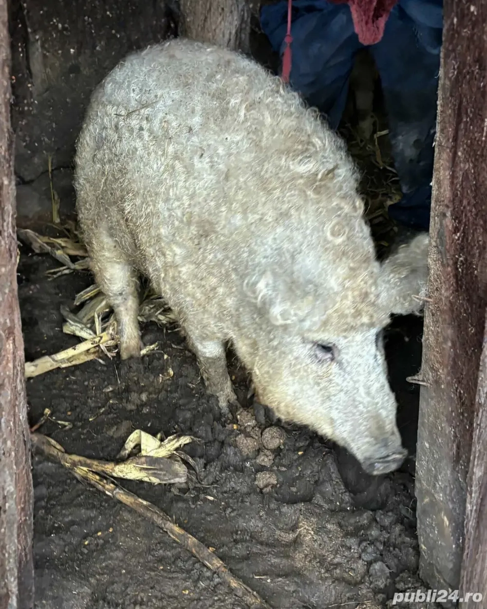 Porc Mangaliță PURĂ 100+ kg 