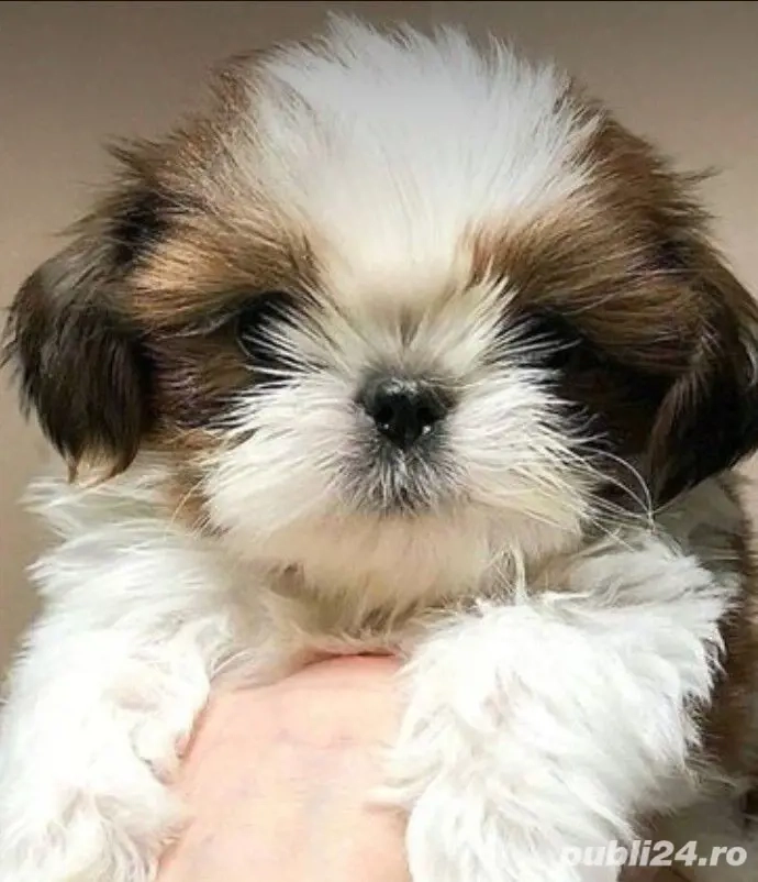 Shih-tzu talie mica 