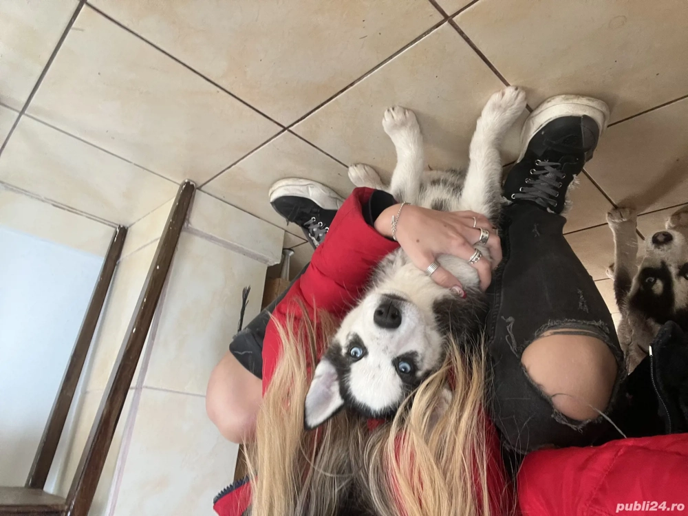 vand pui de husky 3 luni