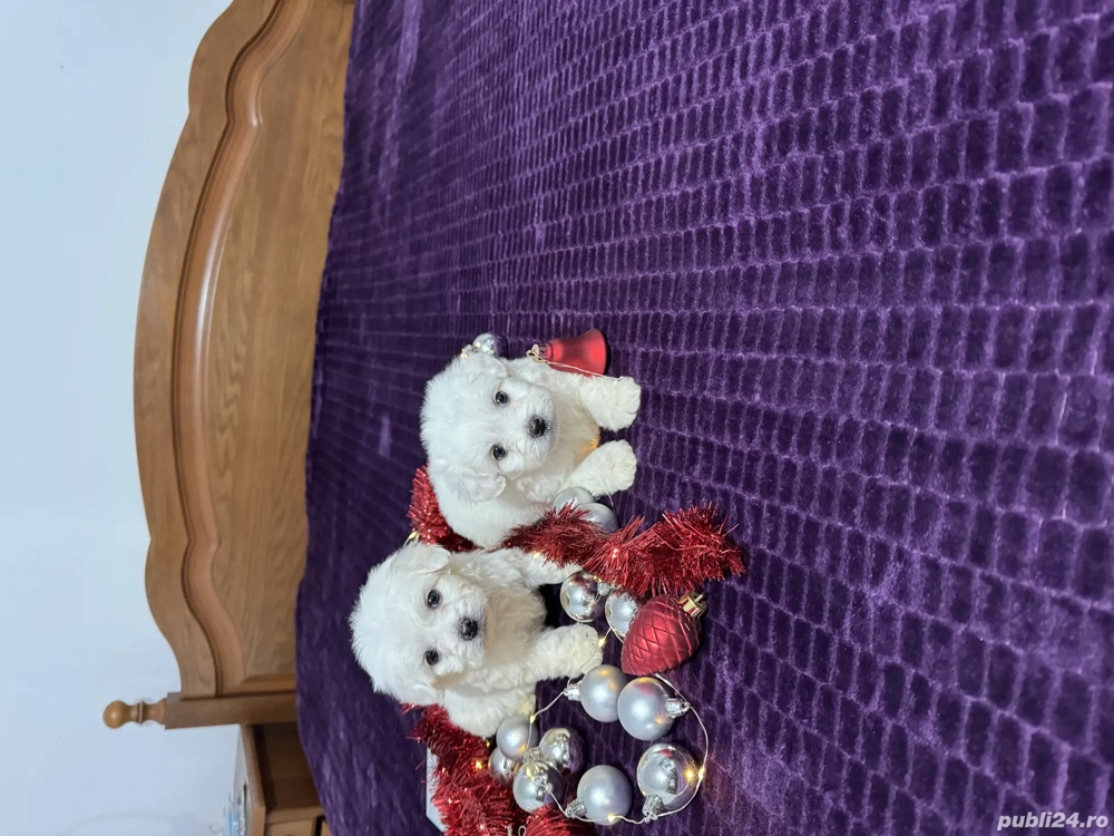 Bichon maltez baieței