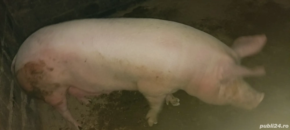 Purcea de carne de vânzare 