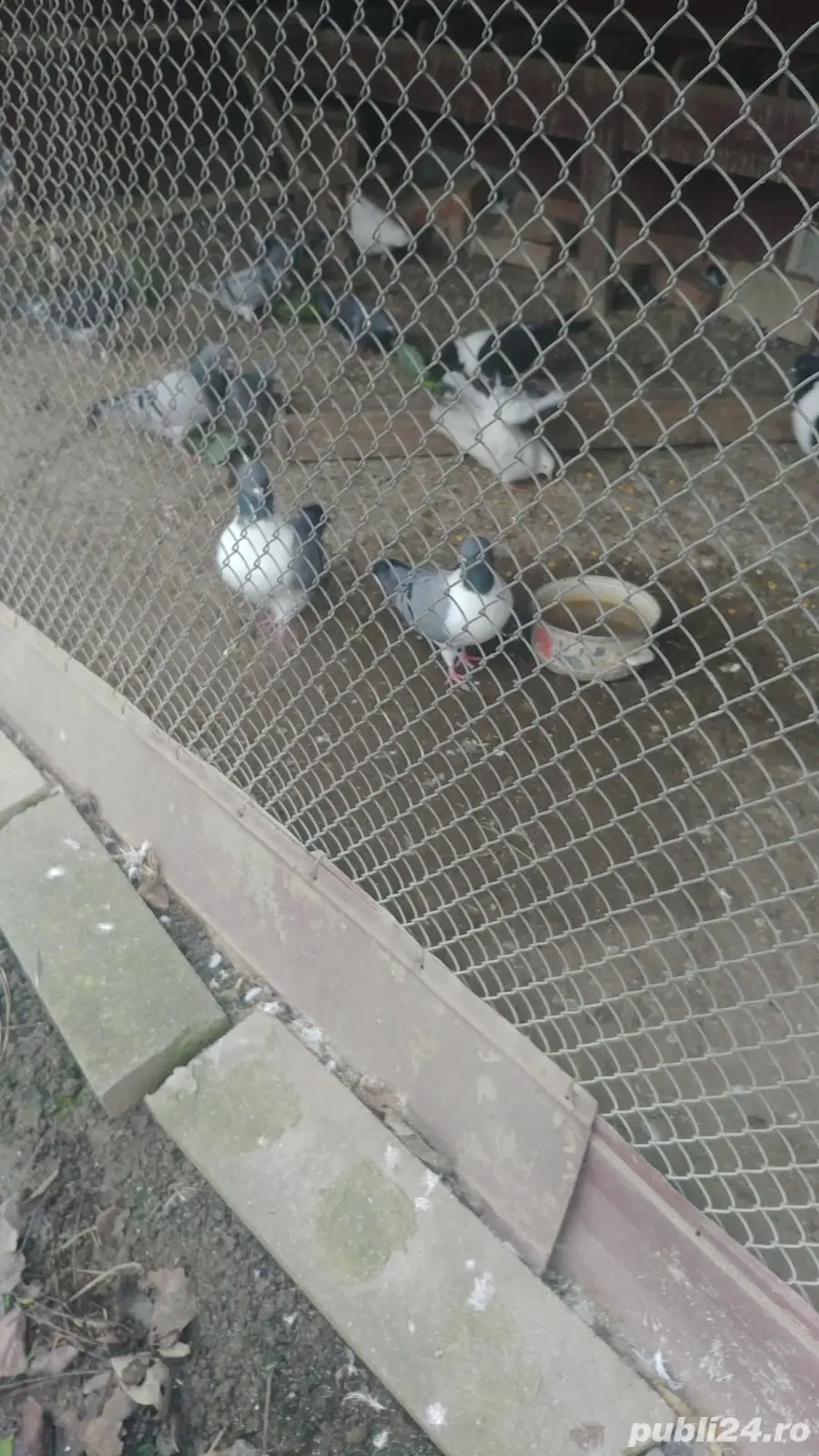 Vand porumbei mascul,femela sau pereche