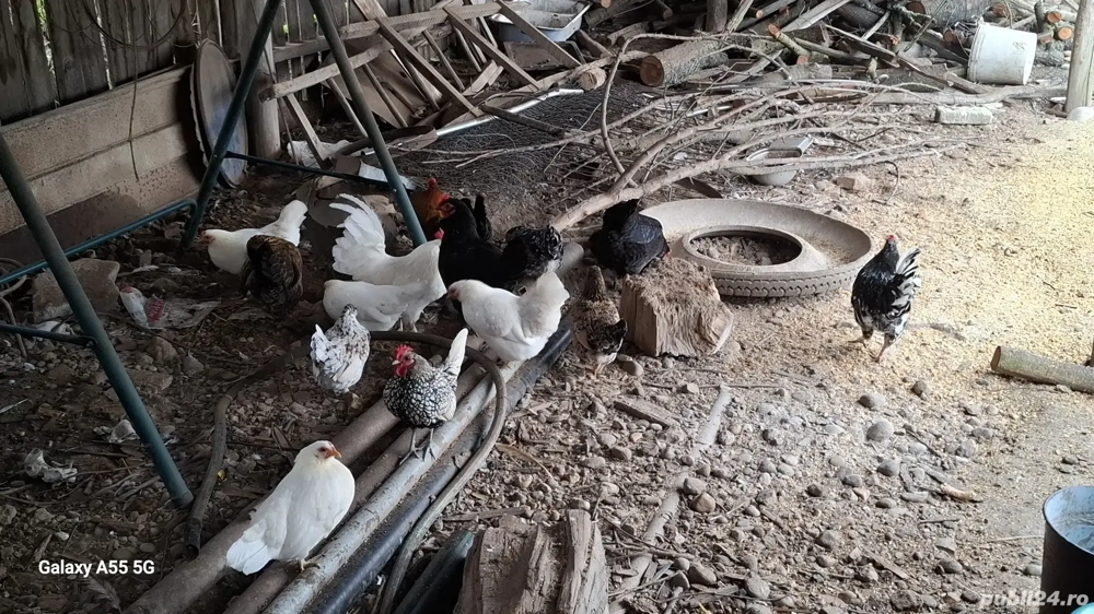 vând cocoșii piticii 