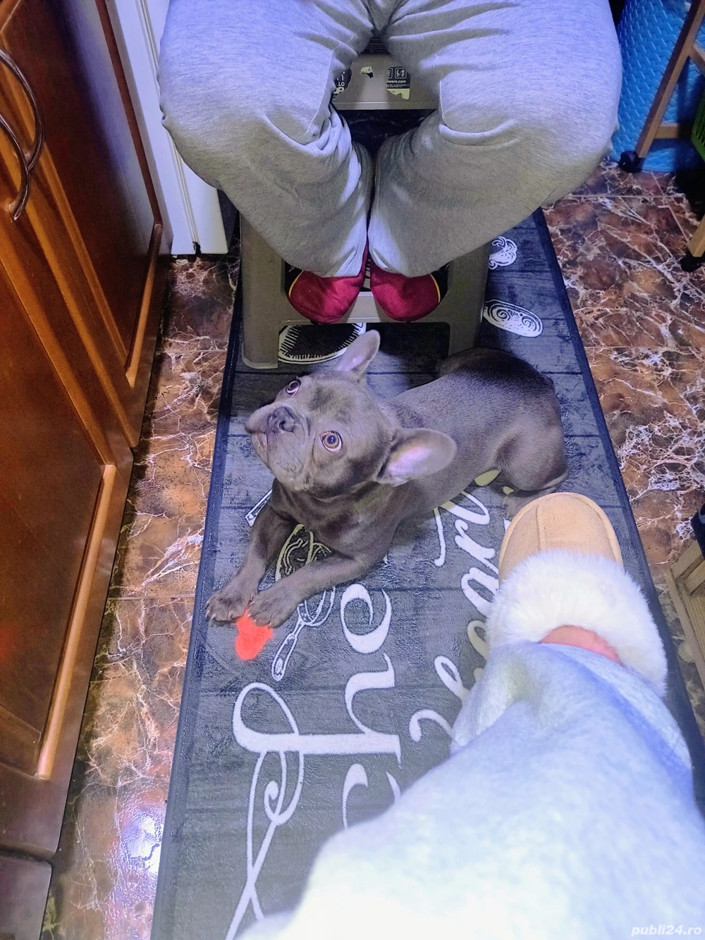 Bulldog francez mascul