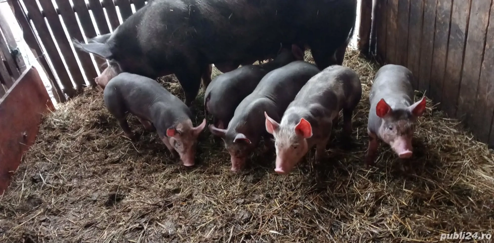 Vând purcei de 2,5 luni 