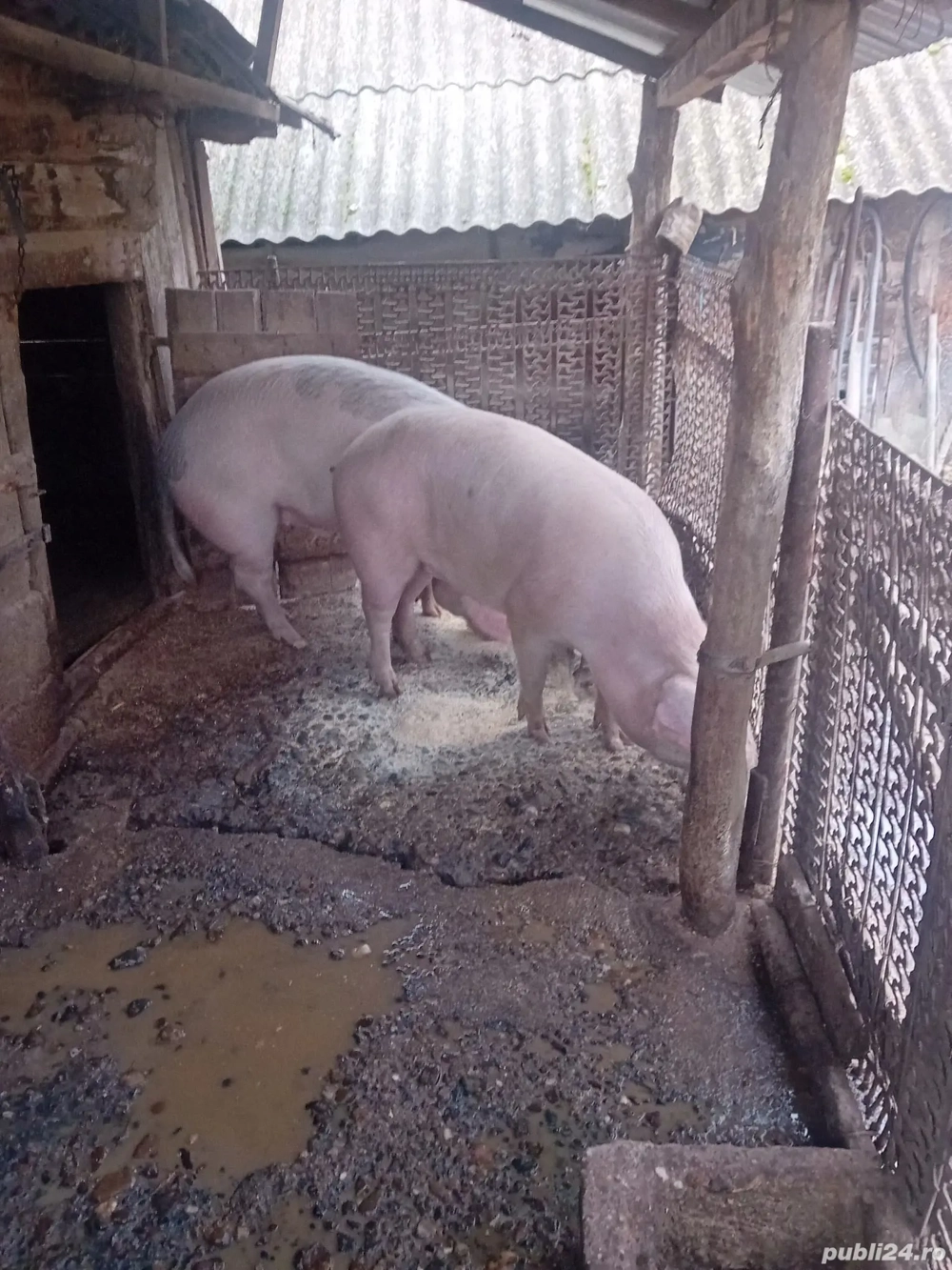 Vând pori pt sacrificat