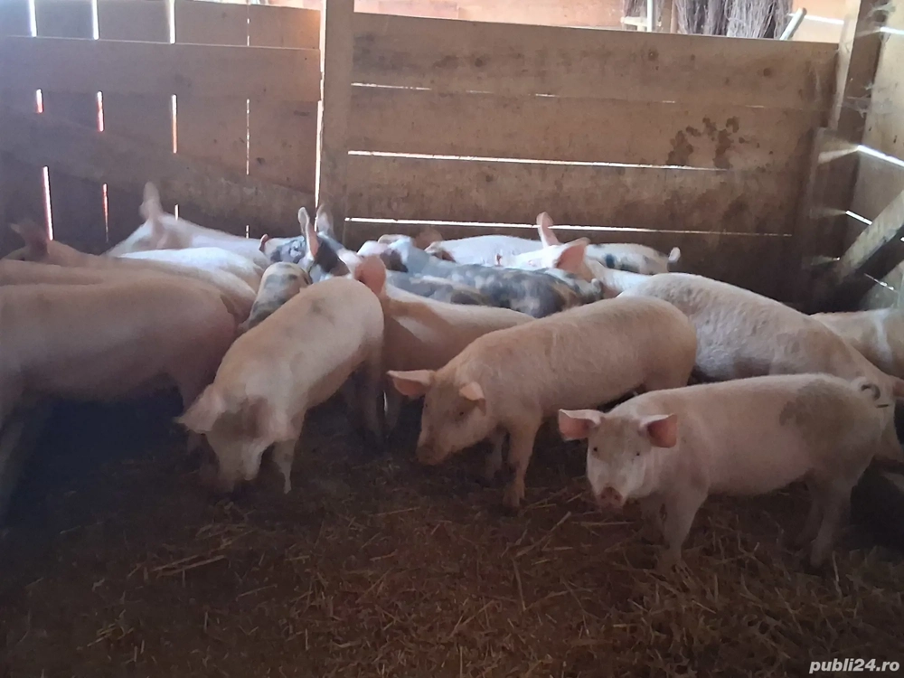 vând 17 soldani  40-55 kg (masculi castraţi)