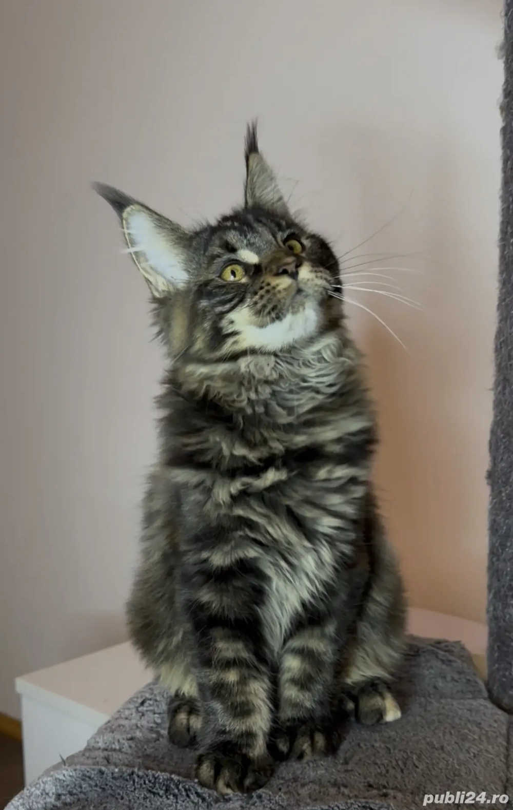 Maine Coon cu pedigree