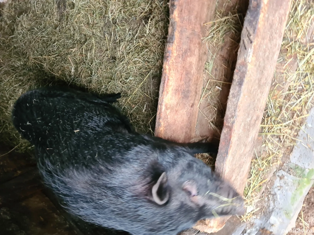 Porc Vietnamez Delicatesa