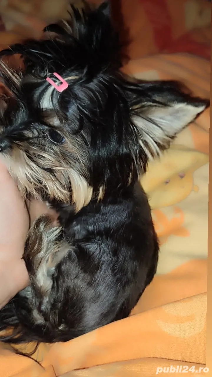 Fetita yorkshire terrier mini