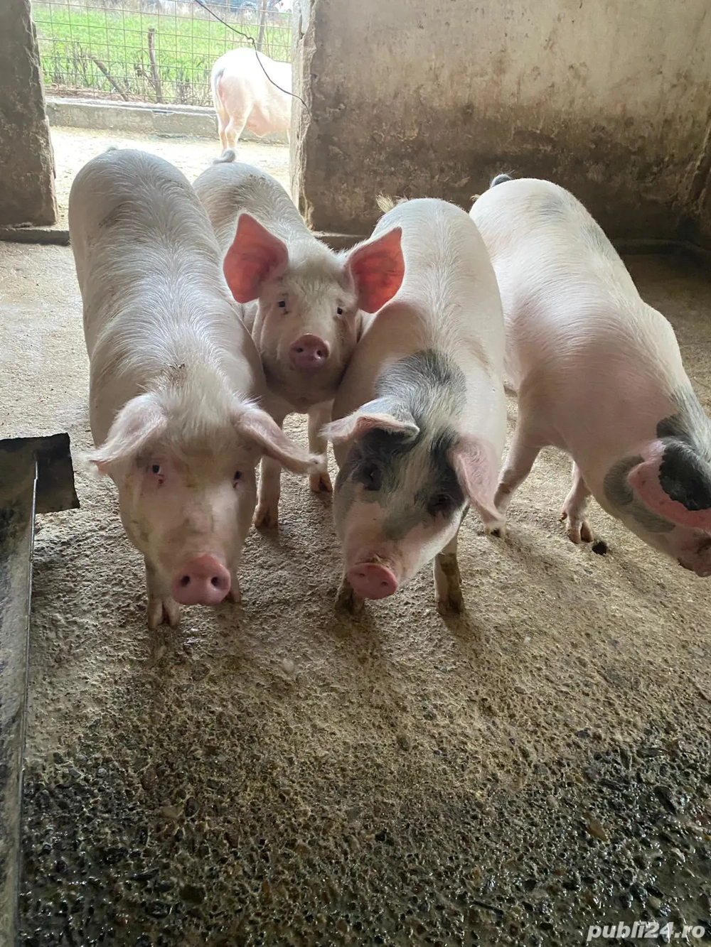 vand porci 15 lei kg 