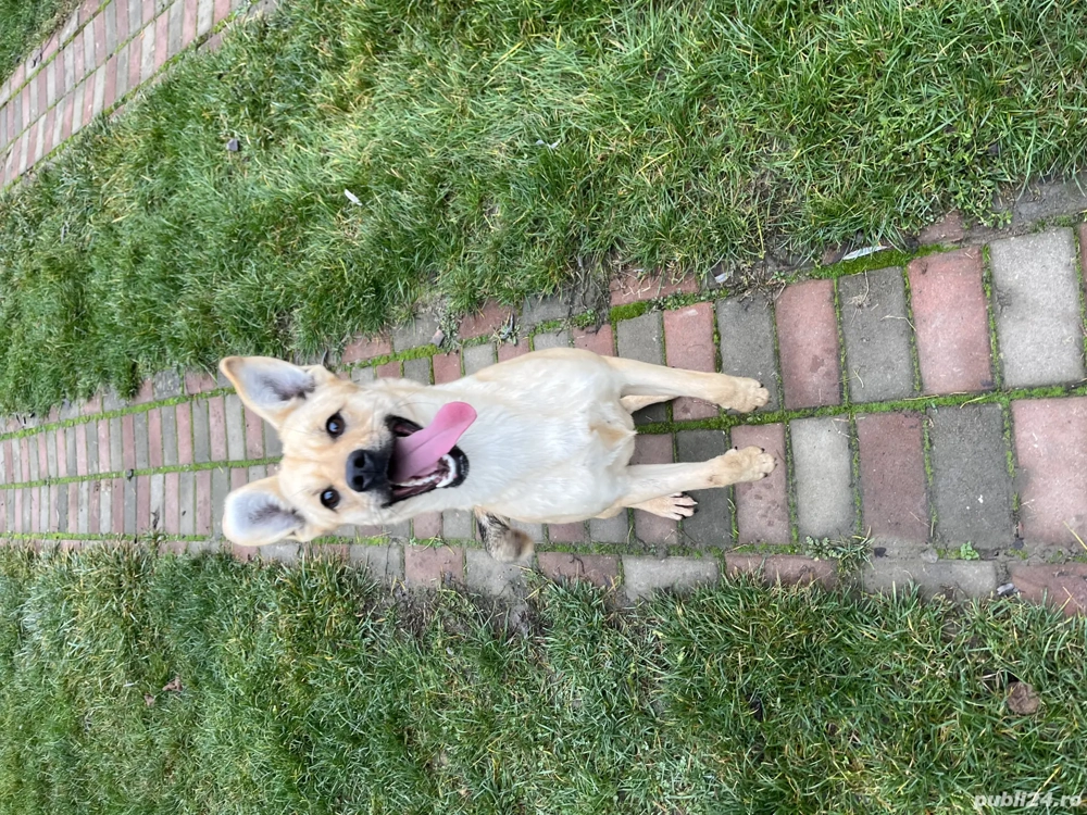 Donez cățelușă foarte frumoasa