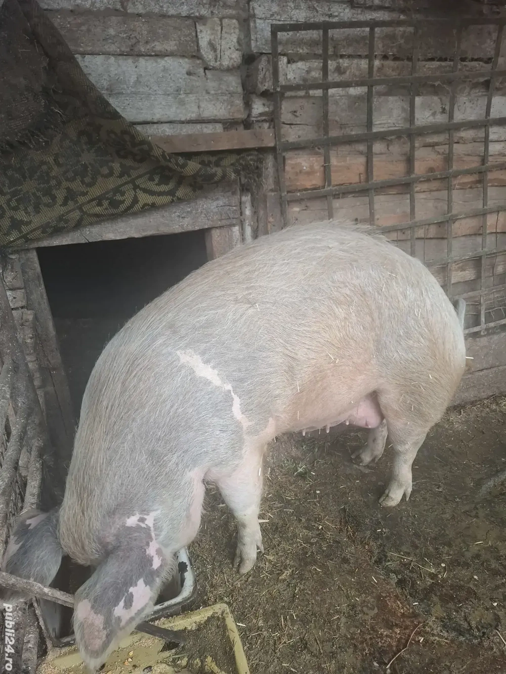 Vand purcea circa 220-250 kg